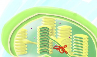 叶绿体的基粒有什么作用 叶绿体的基粒有什么结构优势?