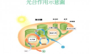 光合作用的光饱和点是什么 有兴趣的来学习吧