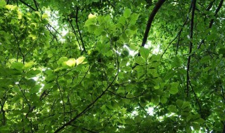 在夏天树下凉快的原因 具体解释夏天树下凉快的原因