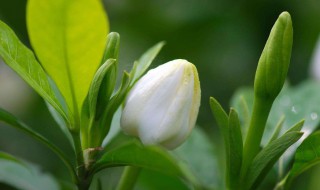 栀子花为啥不吉利 怎么样才能在家里养栀子花