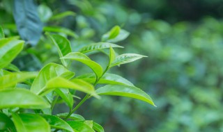 播种什么季节播种的 播种季节一般指春天