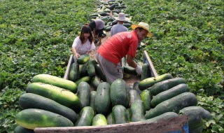 种冬瓜加什么肥料 冬瓜施肥的原则