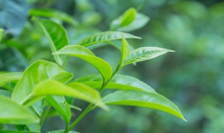 茶树适合种在什么地区 茶树适合种植地区