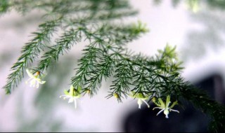 背阴阳台种什么植物好 这4种花越阴凉长得越好