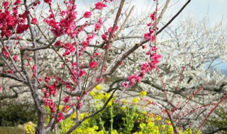 梅花根种植方法 梅花种植步骤