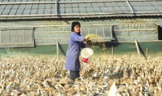 鸭子晚上要喂食吗 鸭子应该如何补饲