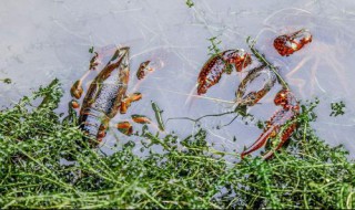 小龙虾塘换水应该在什么时候 小龙虾塘换水时间简述