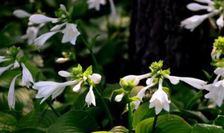 玉簪花怎样移植 玉簪花移植步骤