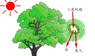 光合作用的场所是什么条件是什么 光合作用相关知识