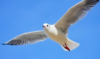 海鸥为什么称为海上清洁工 关于海鸥的知识