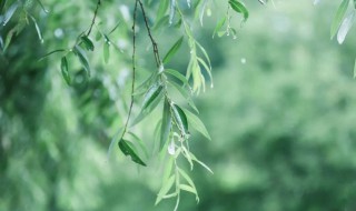 描写春雨的优美段落 都是怎么描述的