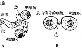 靶细胞是什么调节 靶细胞内容介绍