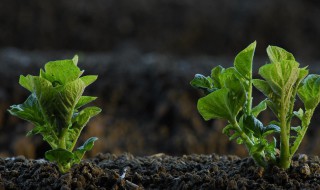 植株矮化什么原因 影响植物长高的因素是什么