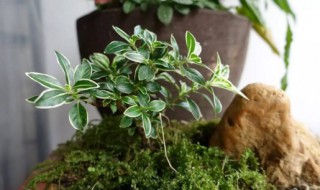 庭院种植什么花防蚊子 七种植物防蚊子