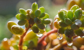 肉肉植物长虫子怎么办 具体应该怎么办