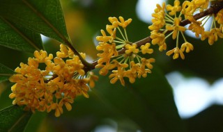 北方庭院里适合种哪种桂花树？ 北方庭院适合种桂花吗