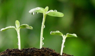 植物生长调节剂有哪7大类 五点带你了解