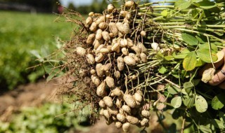 花生怎么种在土里 花生的种植方法