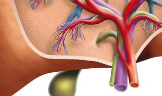 进食多少时间胆囊会排泄 你不知道的胆囊冷知识