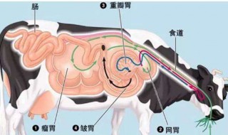 牛有几个胃 简介各个胃的功能