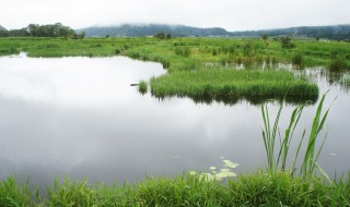 世界上最大的湿地是哪个？ 湿地是什么