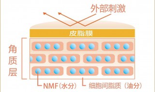 脸上角质层是什么 肉眼能看出来吗