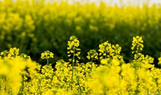 关于油菜花的唯美短句 关于油菜花的优美句子