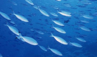 海洋生物资源最丰富的是哪个大洋 生物资源很丰富是哪个海洋