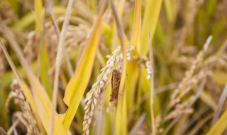 农作物害虫有哪些 六种害虫需防治