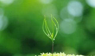 描写春天的唯美短句 写春天的句子