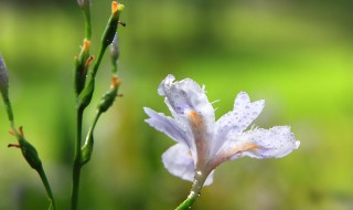 爱丽丝花又叫什么 花语是什么