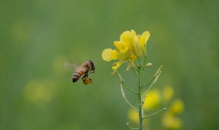 给蜜蜂刺到擦什么 给蜜蜂刺到处理方法