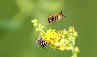 生物多样性名词解释 什么是生物多样性