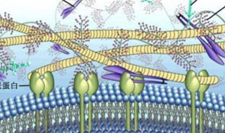 生物作用是指什么 值得是什么生物作用