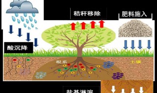 土壤肥料的作用是什么 大家一起来了解下吧