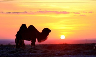 什么的夕阳 夕阳的意思