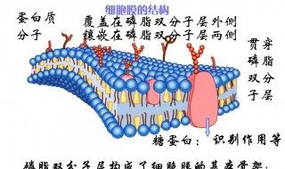 细胞膜的结构 大家一起来了解下吧