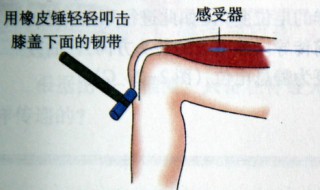 膝跳反射的反射弧是什么 大家可以看看