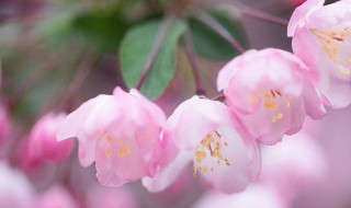 海棠花花语 海棠花花语是什么