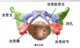 耻骨是哪里 耻骨的位置