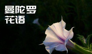 曼陀罗花语 曼陀罗花语是什么