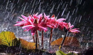 梅雨季节是几月份 梅雨季节什么时候