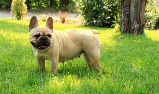 法国斗牛犬介绍 法国斗牛犬资料