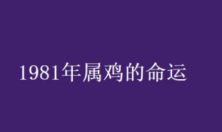 1981年属鸡的是什么命 1981年属鸡的命运