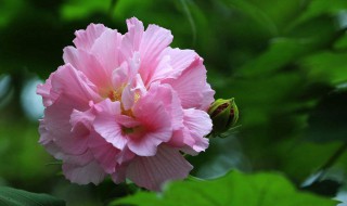 成都的市花是什么 哪种花是成都的市花