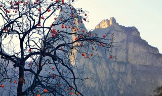 山东的山指的是哪座山 此山有什么特点