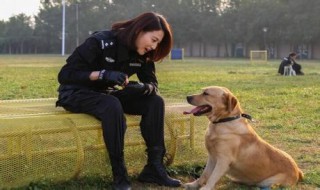 警花与警犬演员表介绍 电视剧警花与警犬演员名单介绍