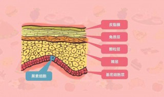 怎么补充胶原蛋白 胶原蛋白简介