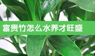 富贵竹水养方法 可以用阳光直射吗