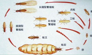 家有白蚁怎么办 家里有白蚁解决方法